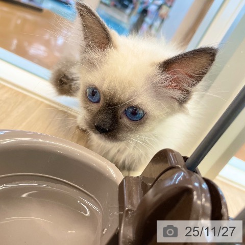 ラグドールの写真