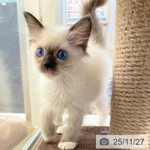 ラグドールの写真