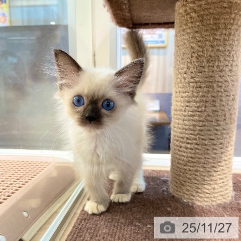 ラグドールの写真