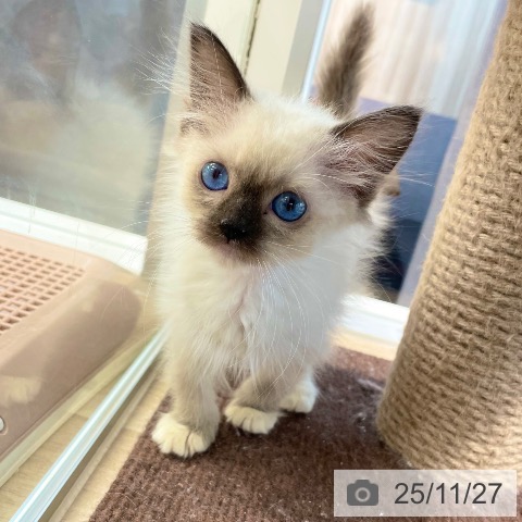 ラグドールの写真