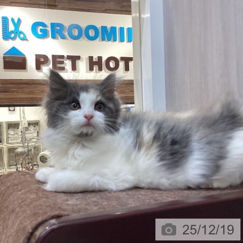 徳島県のノルウェージャンフォレストキャット (ペットプラス 徳島店/2025年9月26日生まれ/女の子/キャリコ)の子猫の4枚目の画像