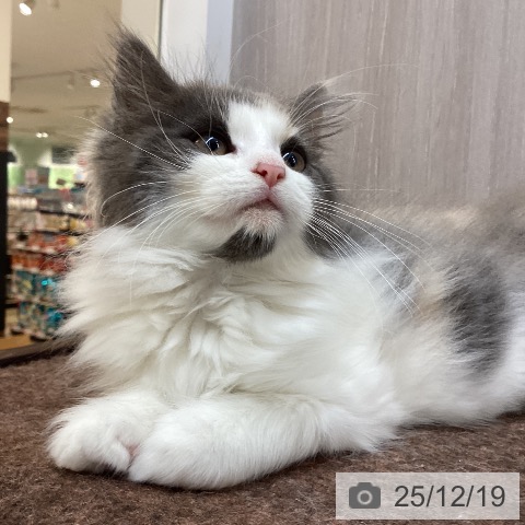 徳島県のノルウェージャンフォレストキャット (ペットプラス 徳島店/2025年9月26日生まれ/女の子/キャリコ)の子猫の3枚目の画像