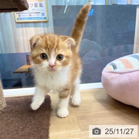 スコティッシュフォールドの写真