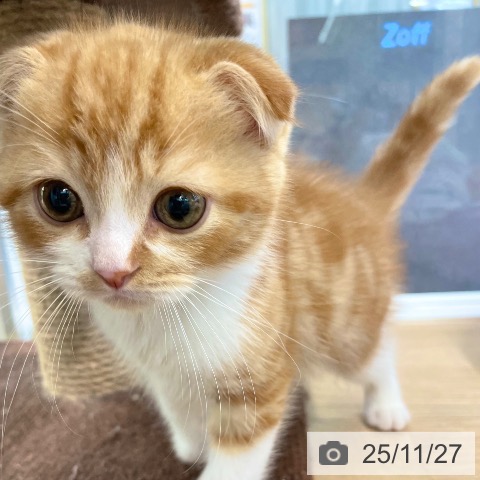 スコティッシュフォールドの写真