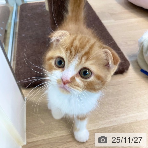 スコティッシュフォールドの写真