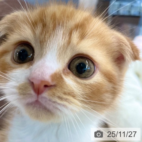 スコティッシュフォールドの写真