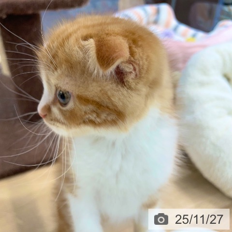 スコティッシュフォールドの写真