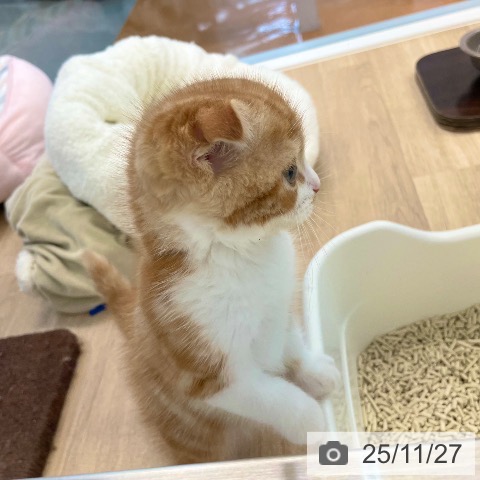 スコティッシュフォールドの写真