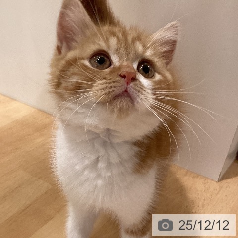 岡山県のスコティッシュフォールド (ペットプラス 岡山店/2025年9月26日生まれ/女の子/レッドタビーホワイト)の子猫の4枚目の画像