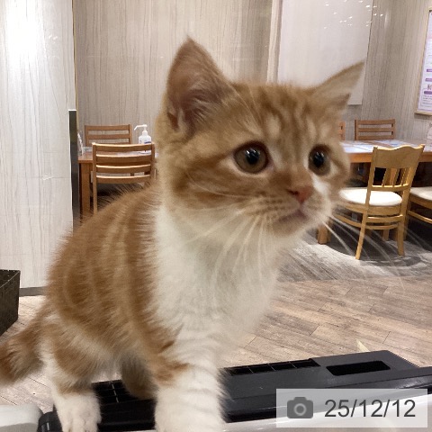 岡山県のスコティッシュフォールド (ペットプラス 岡山店/2025年9月26日生まれ/女の子/レッドタビーホワイト)の子猫の3枚目の画像