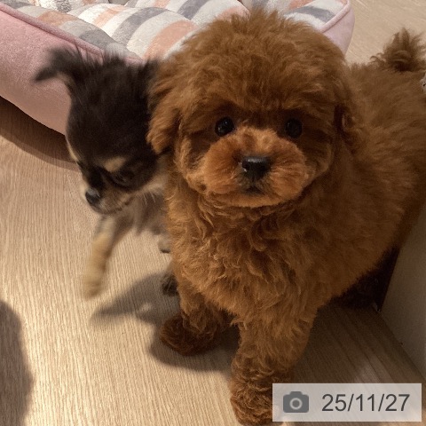 トイ・プードルの写真