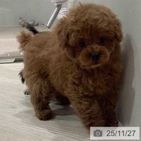 トイ・プードルの写真