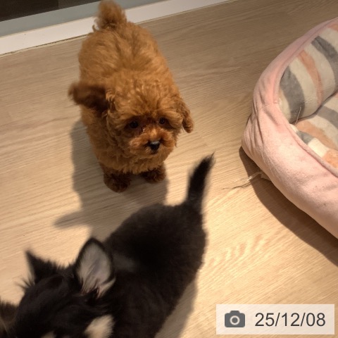 岡山県のトイプードル(トイ) (ペットプラス 岡山店/2025年9月26日生まれ/女の子/レッド)の子犬の3枚目の画像