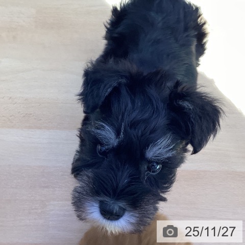 ミニチュア・シュナウザーの写真