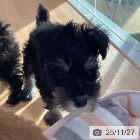 ミニチュア・シュナウザーの写真