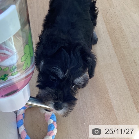 ミニチュア・シュナウザーの写真