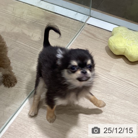 徳島県のチワワ(ロング) (ペットプラス 徳島店/2025年9月20日生まれ/男の子/ブラックタン)の子犬の4枚目の画像