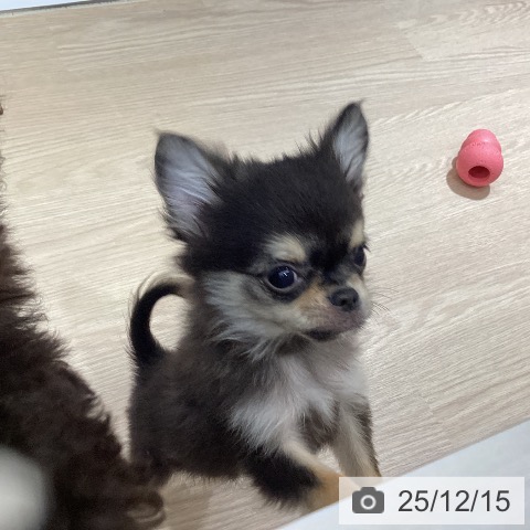 徳島県のチワワ(ロング) (ペットプラス 徳島店/2025年9月20日生まれ/男の子/ブラックタン)の子犬の3枚目の画像