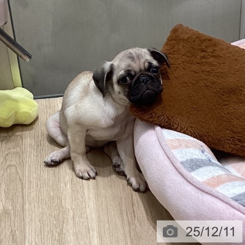 東京都のパグ (ペットプラス 立川高島屋S.C.店/2025年9月25日生まれ/女の子/フォーン)の子犬の3枚目の画像