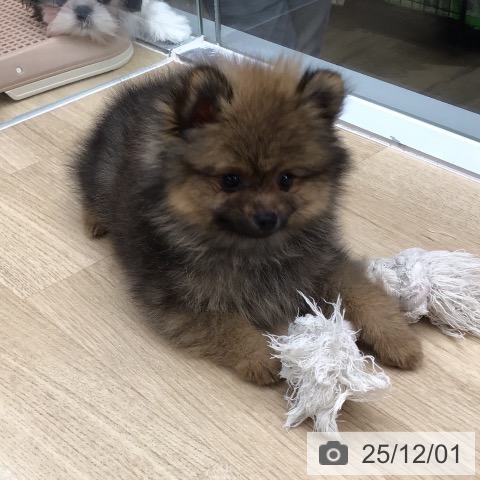 東京都のポメラニアン (ペットプラス むさし村山店/2025年9月25日生まれ/男の子/オレンジセーブル)の子犬の3枚目の画像