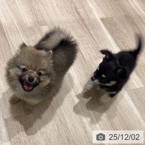 宮城県のポメラニアン (ペットプラス 仙台上杉店/2025年9月25日生まれ/女の子/オレンジ)の子犬の4枚目の画像