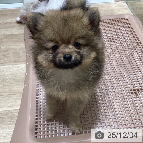 宮城県のポメラニアン (ペットプラス 仙台上杉店/2025年9月25日生まれ/女の子/オレンジ)の子犬の3枚目の画像