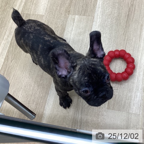 フレンチ・ブルドッグの写真