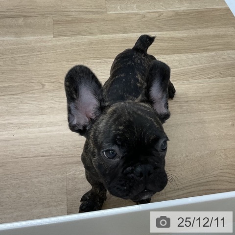 福島県のフレンチブルドッグ (ペットプラス 福島店/2025年9月19日生まれ/男の子/ブリンドル)の子犬の4枚目の画像