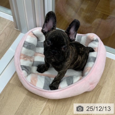 福島県のフレンチブルドッグ (ペットプラス 福島店/2025年9月19日生まれ/男の子/ブリンドル)の子犬の3枚目の画像