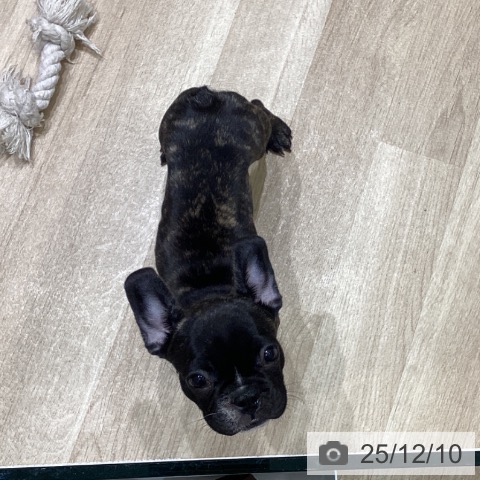 岩手県のフレンチブルドッグ (ペットプラス 盛岡南店/2025年9月19日生まれ/女の子/ブリンドル)の子犬の4枚目の画像