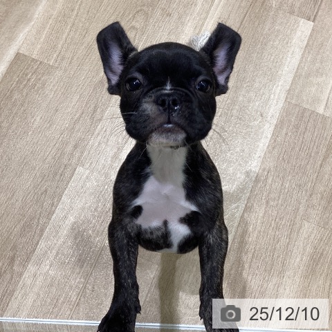 岩手県のフレンチブルドッグ (ペットプラス 盛岡南店/2025年9月19日生まれ/女の子/ブリンドル)の子犬の3枚目の画像