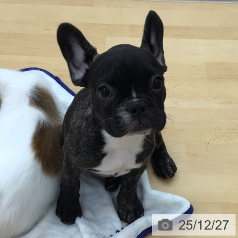 青森県のフレンチブルドッグ (ペットプラス 青森浜田店/2025年9月19日生まれ/女の子/ブリンドル)の子犬の3枚目の画像