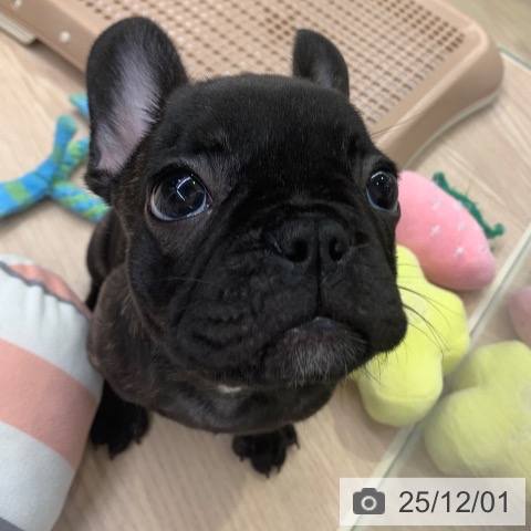 フレンチ・ブルドッグの写真
