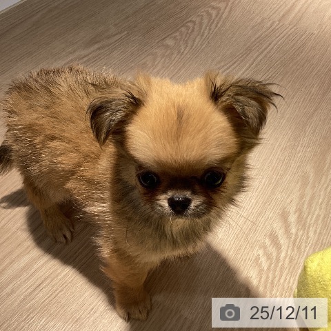 岡山県のチワワ(ロング) (ペットプラス 岡山店/2025年9月27日生まれ/男の子/フォーン)の子犬の4枚目の画像