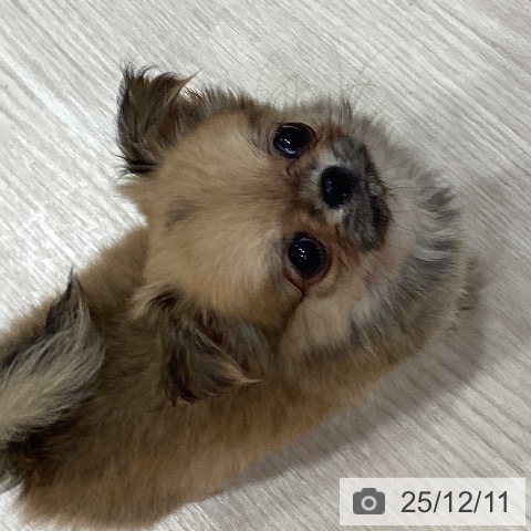 岡山県のチワワ(ロング) (ペットプラス 岡山店/2025年9月27日生まれ/男の子/フォーン)の子犬の3枚目の画像