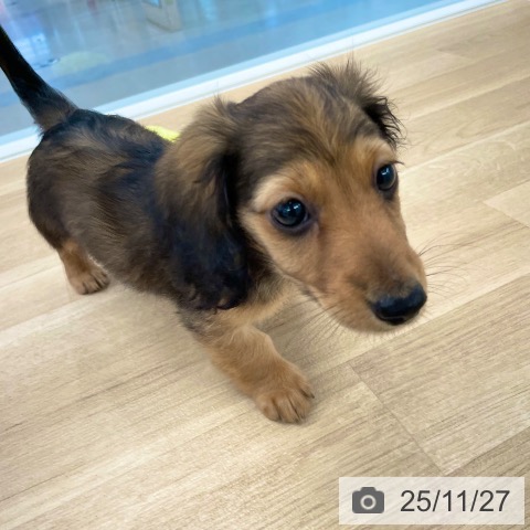 カニーンヘン・ダックスフンドの写真