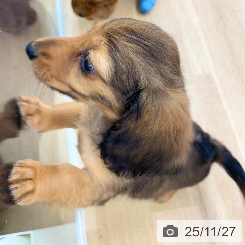 カニーンヘン・ダックスフンドの写真