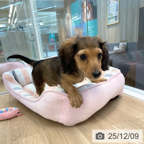 愛媛県のカニンヘンダックスフンド(ロング) (ペットプラス 新居浜店/2025年9月19日生まれ/男の子/シェーデットレッド)の子犬の4枚目の画像