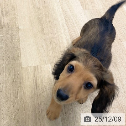 愛媛県のカニンヘンダックスフンド(ロング) (ペットプラス 新居浜店/2025年9月19日生まれ/男の子/シェーデットレッド)の子犬の3枚目の画像