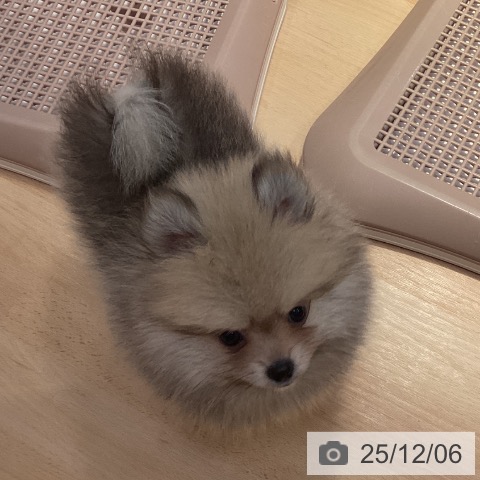 山形県のポメラニアン (ペットプラス 天童店/2025年9月25日生まれ/男の子/ウルフセーブル)の子犬の4枚目の画像