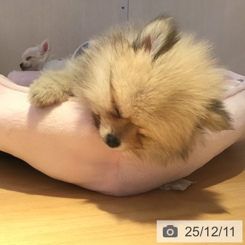 山形県のポメラニアン (ペットプラス 天童店/2025年9月25日生まれ/男の子/ウルフセーブル)の子犬の3枚目の画像