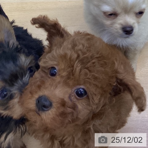 トイ・プードルの写真