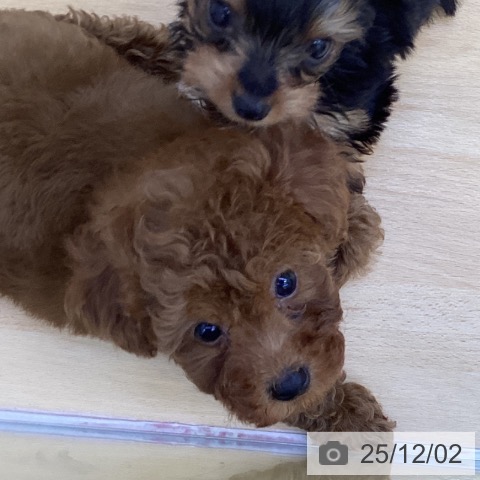 トイ・プードルの写真