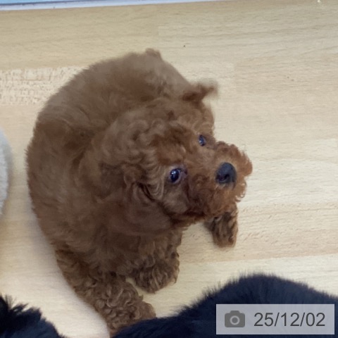 トイ・プードルの写真