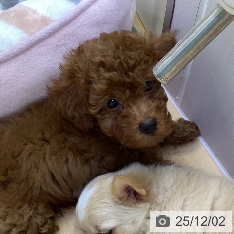 トイ・プードルの写真