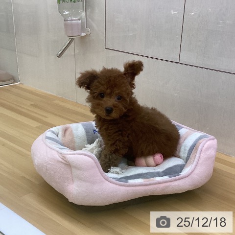 香川県のトイプードル(トイ) (ペットプラス 高松店/2025年9月24日生まれ/男の子/レッド)の子犬の4枚目の画像