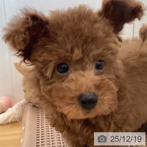 香川県のトイプードル(トイ) (ペットプラス 高松店/2025年9月24日生まれ/男の子/レッド)の子犬の3枚目の画像