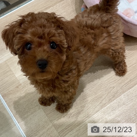 三重県のトイプードル(トイ) (ペットプラス 鈴鹿店/2025年9月24日生まれ/女の子/レッド)の子犬の4枚目の画像