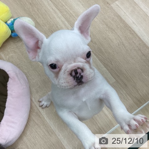 福島県のフレンチブルドッグ (ペットプラス 福島店/2025年9月23日生まれ/男の子/クリーム)の子犬の4枚目の画像
