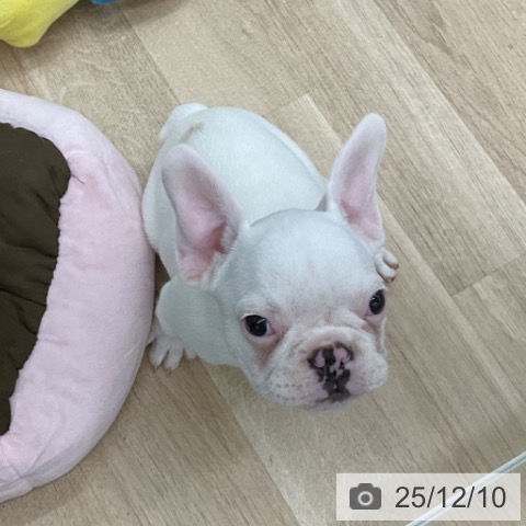 福島県のフレンチブルドッグ (ペットプラス 福島店/2025年9月23日生まれ/男の子/クリーム)の子犬の3枚目の画像